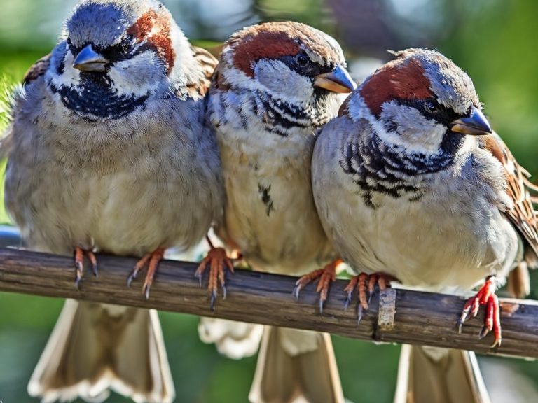 Drei Haus-spatzen sitzen gemeinsam auf einer Stange.